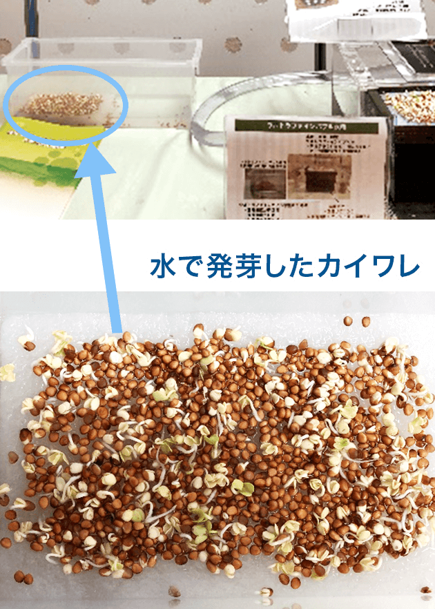 水で発芽したカイワレ