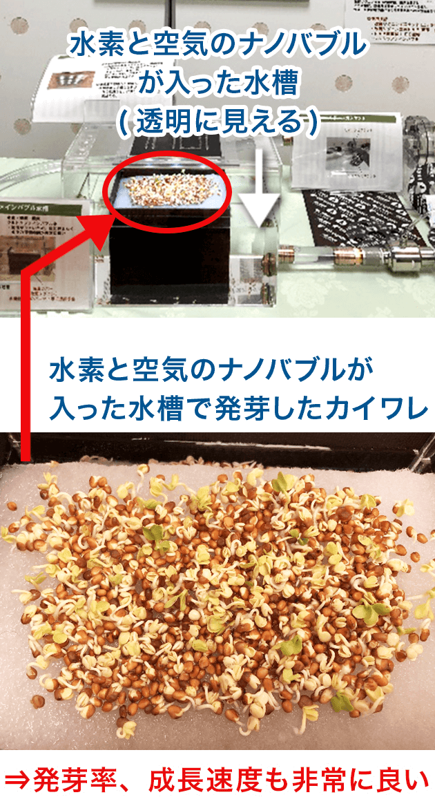 水素と空気のナノバブルが入った水槽で発芽したカイワレ