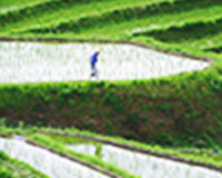 田植え