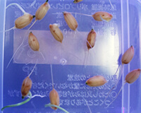 種子消毒