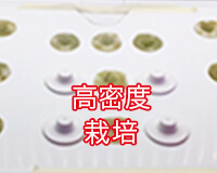 高密度栽培