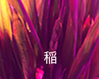 稲